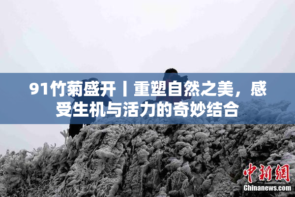 91竹菊盛开丨重塑自然之美，感受生机与活力的奇妙结合