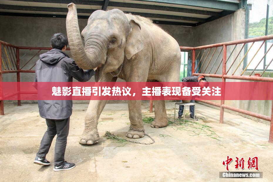 魅影直播引发热议，主播表现备受关注