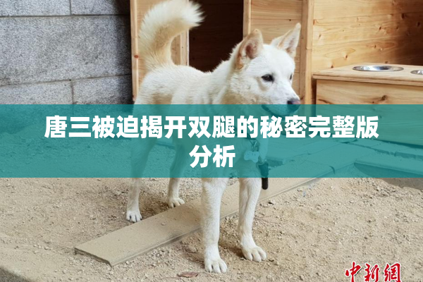 唐三被迫揭开双腿的秘密完整版分析