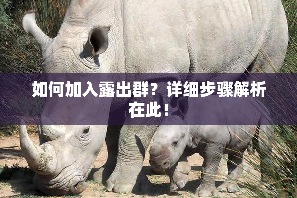 如何加入露出群？详细步骤解析在此！