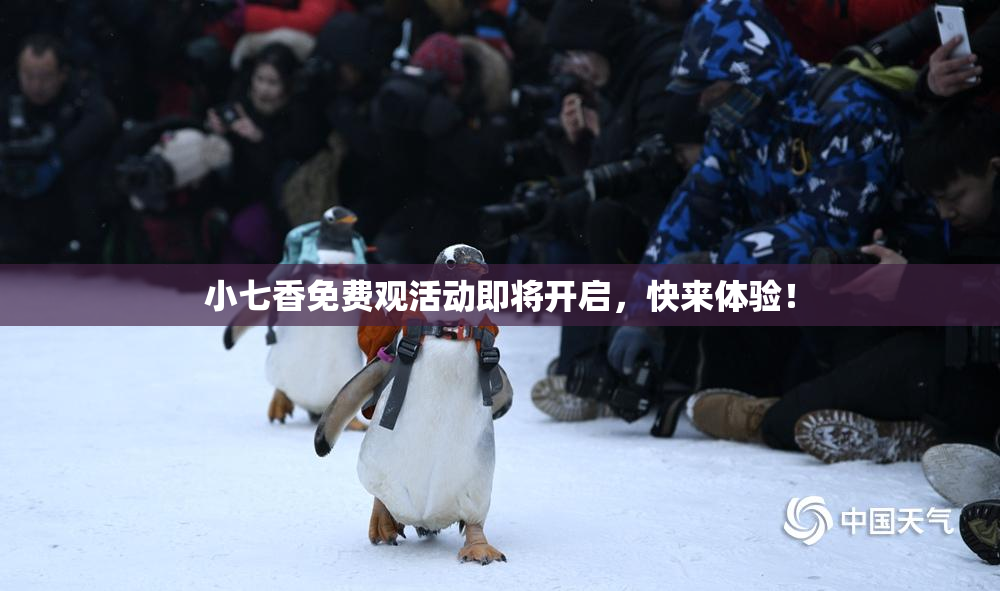 小七香免费观活动即将开启，快来体验！