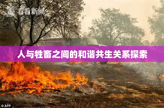 人与牲畜之间的和谐共生关系探索