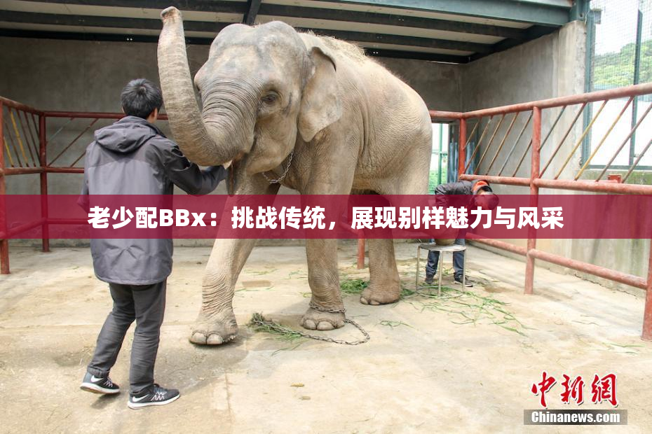 老少配BBx：挑战传统，展现别样魅力与风采