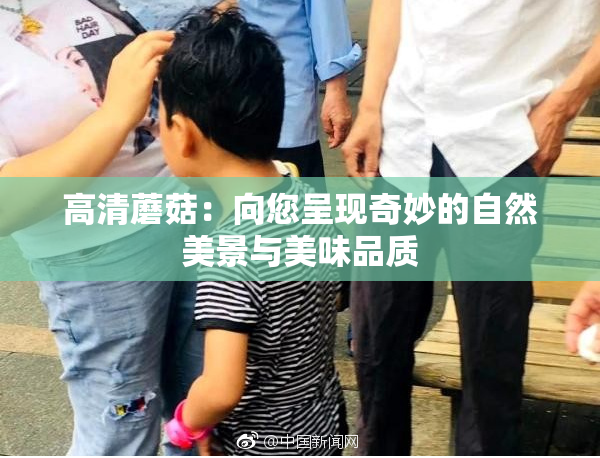 高清蘑菇：向您呈现奇妙的自然美景与美味品质