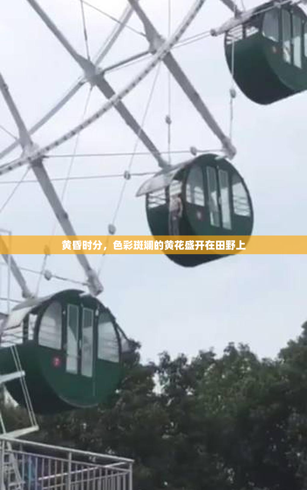 黄昏时分，色彩斑斓的黄花盛开在田野上
