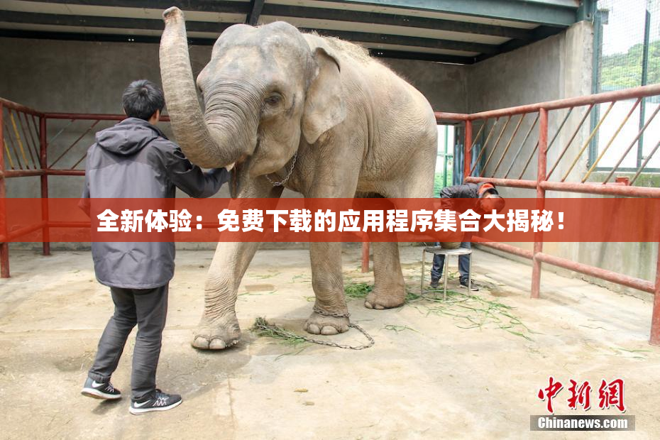 全新体验：免费下载的应用程序集合大揭秘！