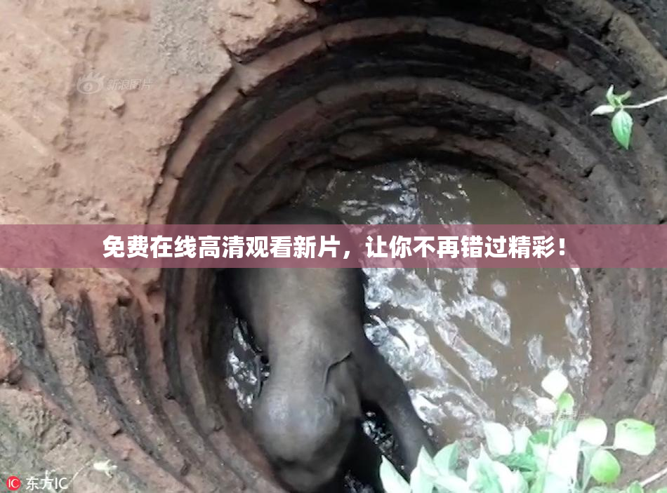免费在线高清观看新片，让你不再错过精彩！