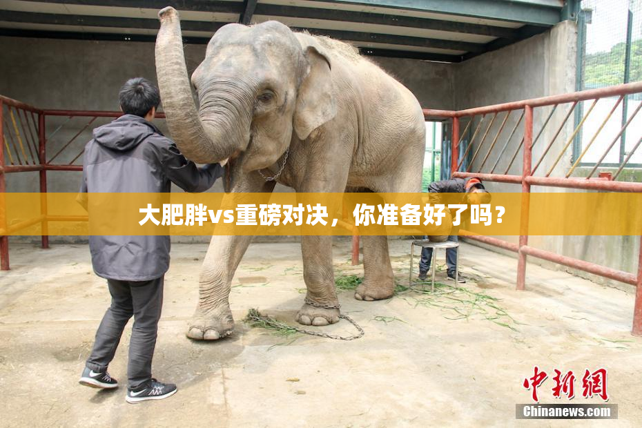 大肥胖vs重磅对决，你准备好了吗？