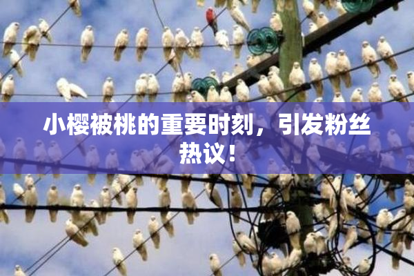 小樱被桃的重要时刻，引发粉丝热议！