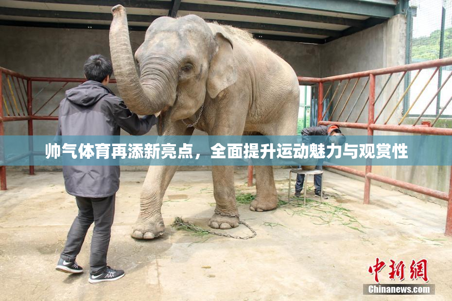 帅气体育再添新亮点，全面提升运动魅力与观赏性