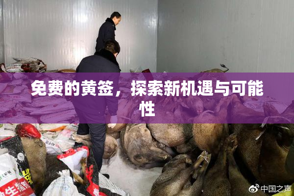 免费的黄签，探索新机遇与可能性
