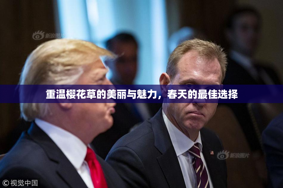 重温樱花草的美丽与魅力，春天的最佳选择