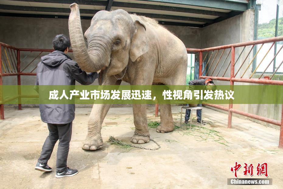 成人产业市场发展迅速，性视角引发热议