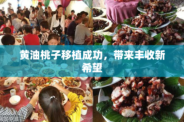 黄油桃子移植成功，带来丰收新希望