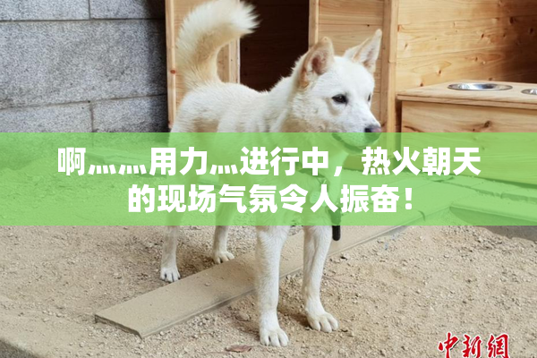 啊灬灬用力灬进行中，热火朝天的现场气氛令人振奋！