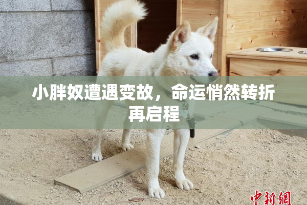 小胖奴遭遇变故，命运悄然转折再启程