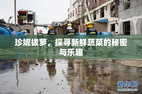 珍妮拔萝，探寻新鲜蔬菜的秘密与乐趣