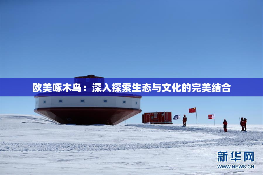 欧美啄木鸟：深入探索生态与文化的完美结合