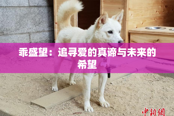 乖盛望：追寻爱的真谛与未来的希望