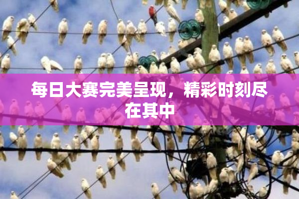 每日大赛完美呈现，精彩时刻尽在其中