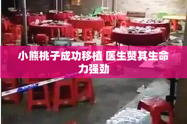 小熊桃子成功移植 医生赞其生命力强劲