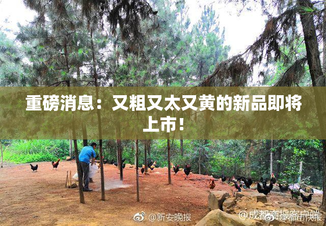 重磅消息：又粗又太又黄的新品即将上市！