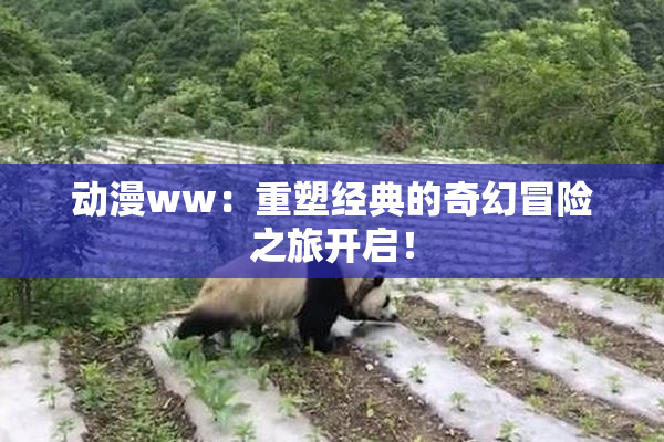 动漫ww：重塑经典的奇幻冒险之旅开启！