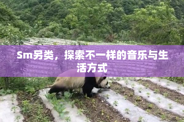 Sm另类，探索不一样的音乐与生活方式