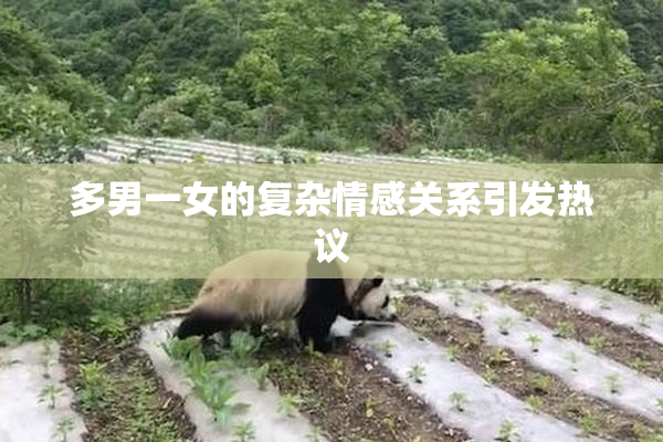 多男一女的复杂情感关系引发热议