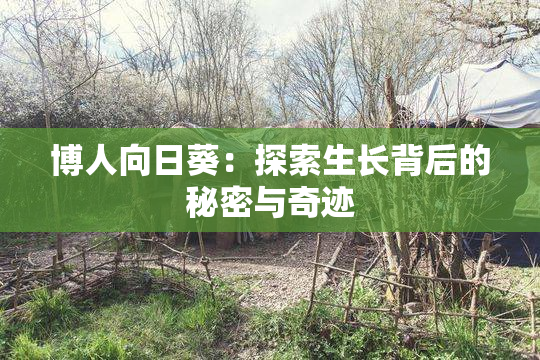博人向日葵：探索生长背后的秘密与奇迹