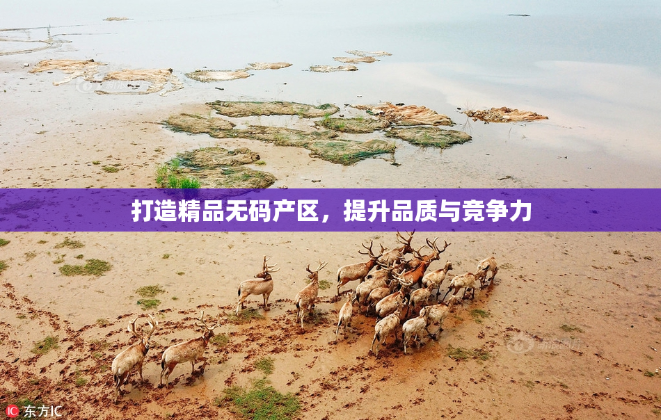 打造精品无码产区，提升品质与竞争力