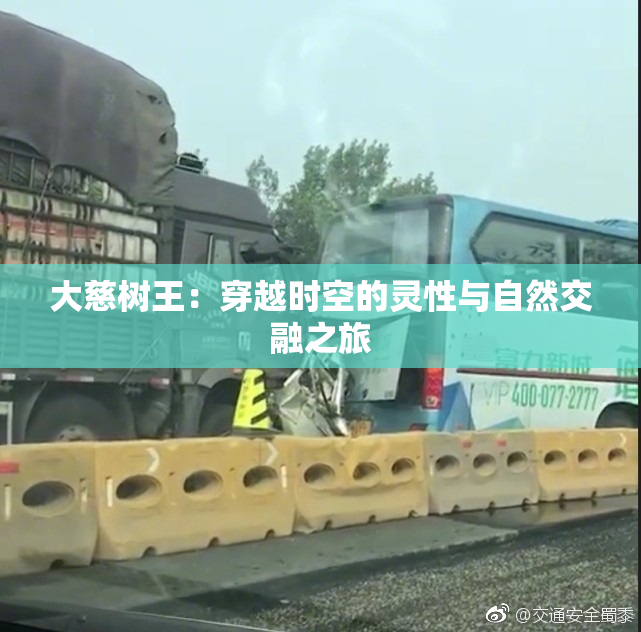 大慈树王：穿越时空的灵性与自然交融之旅