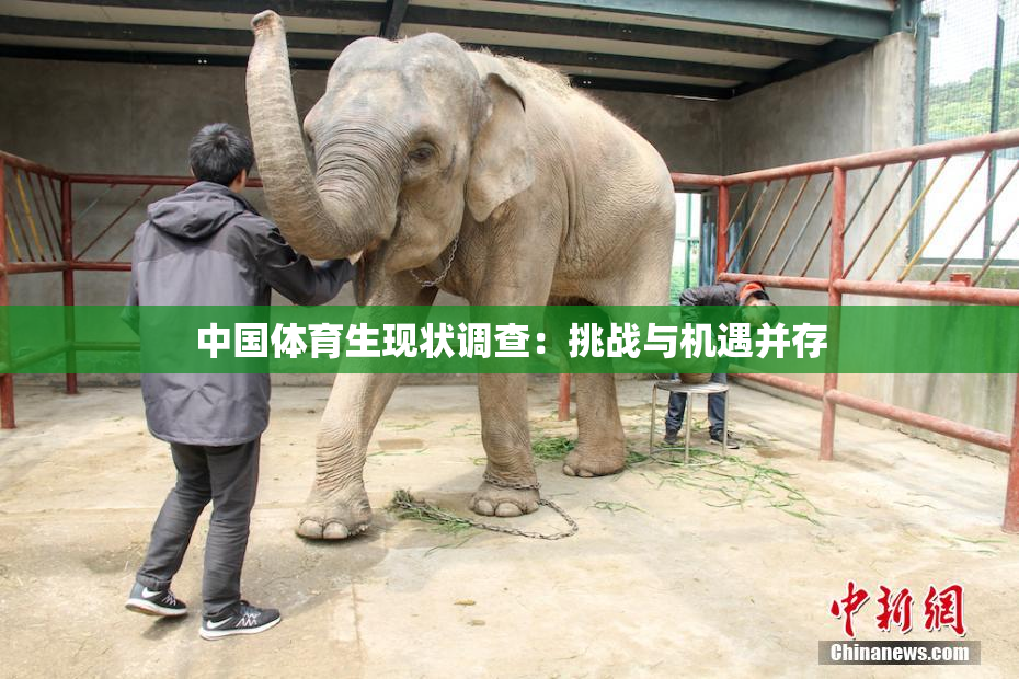 中国体育生现状调查：挑战与机遇并存