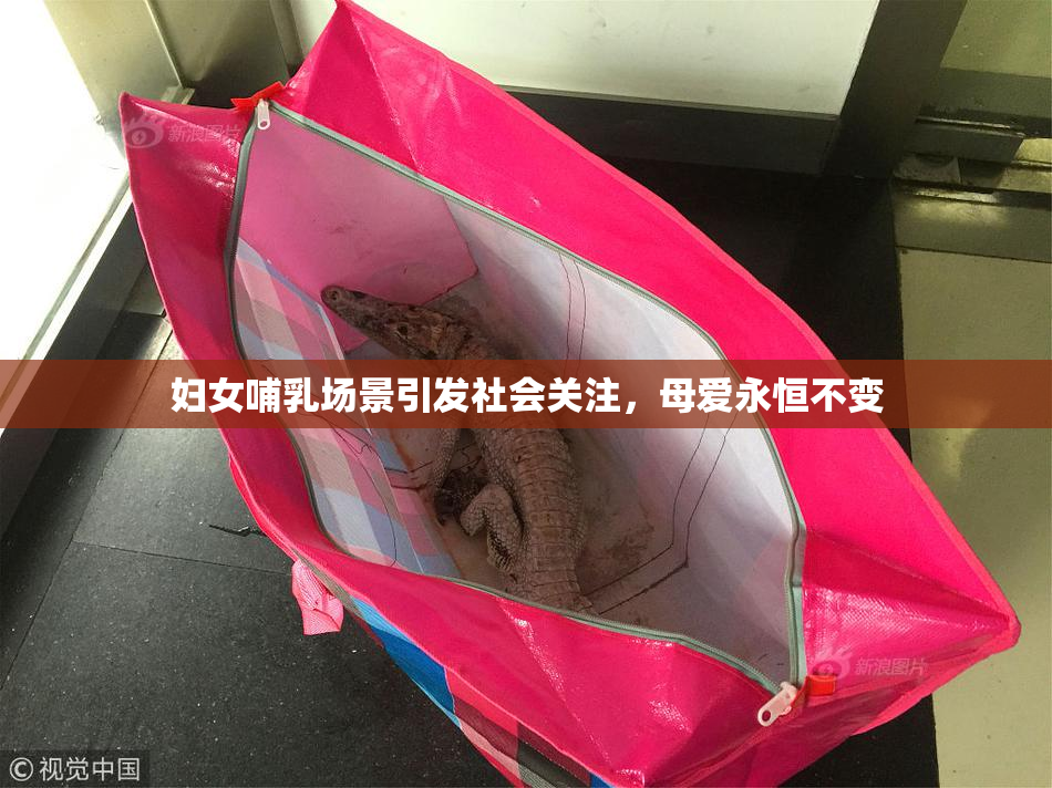 妇女哺乳场景引发社会关注，母爱永恒不变