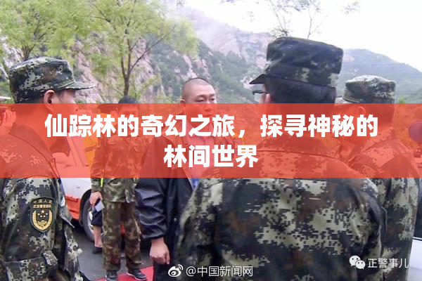 仙踪林的奇幻之旅，探寻神秘的林间世界