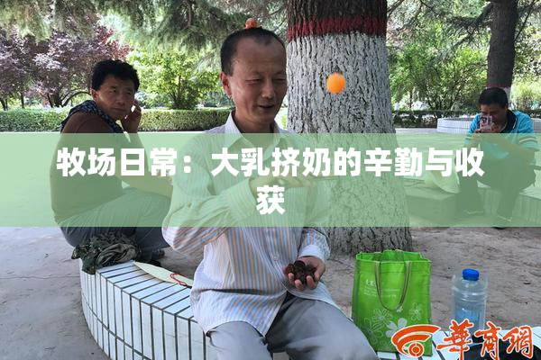 牧场日常：大乳挤奶的辛勤与收获
