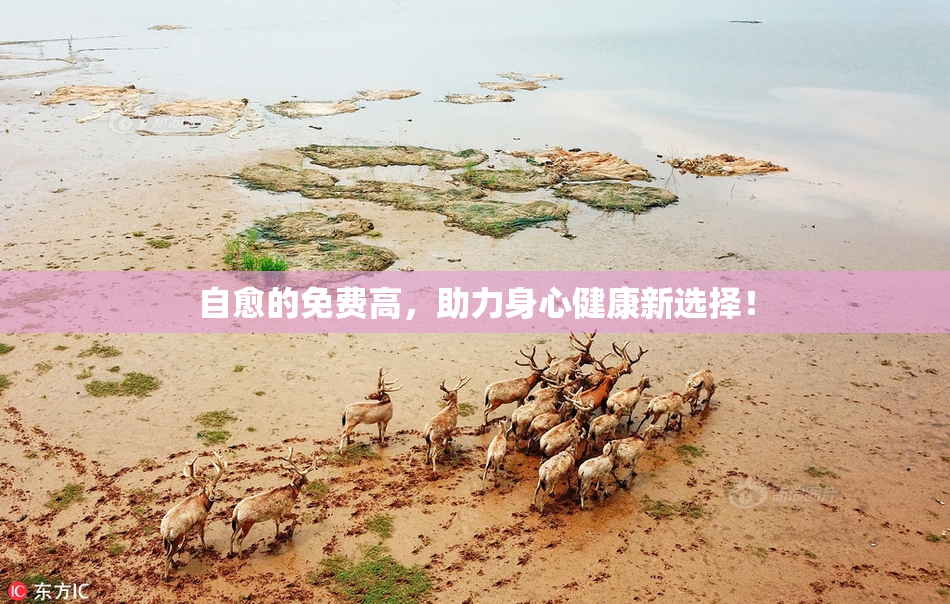 自愈的免费高，助力身心健康新选择！