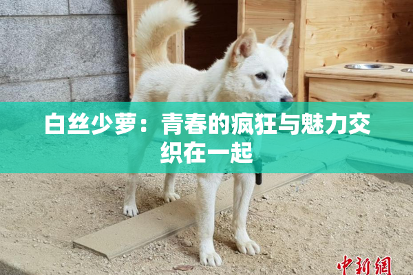 白丝少萝：青春的疯狂与魅力交织在一起