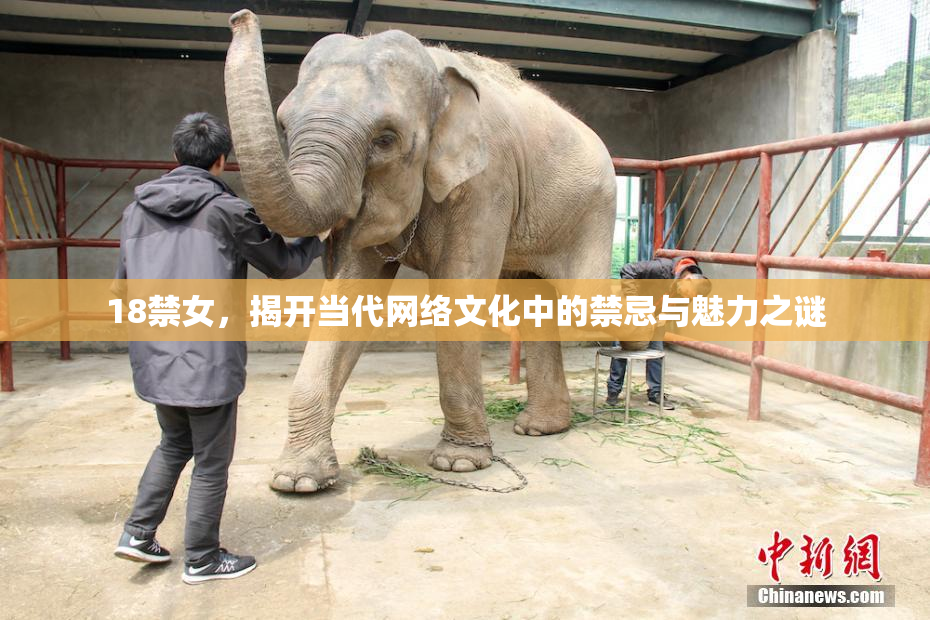 18禁女，揭开当代网络文化中的禁忌与魅力之谜