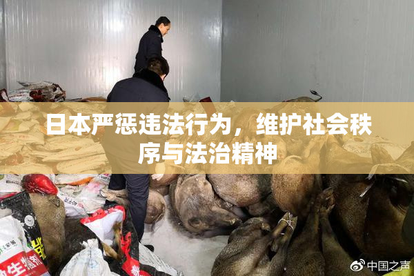 日本严惩违法行为，维护社会秩序与法治精神