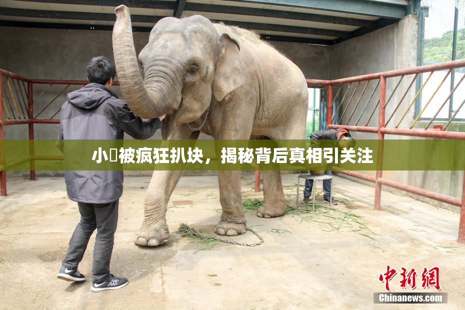 小泬被疯狂扒块，揭秘背后真相引关注