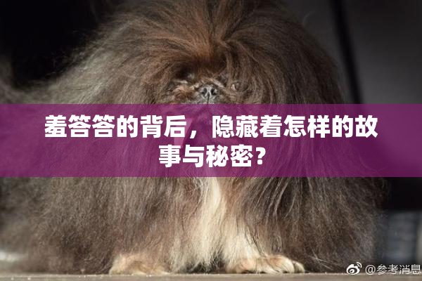 羞答答的背后，隐藏着怎样的故事与秘密？
