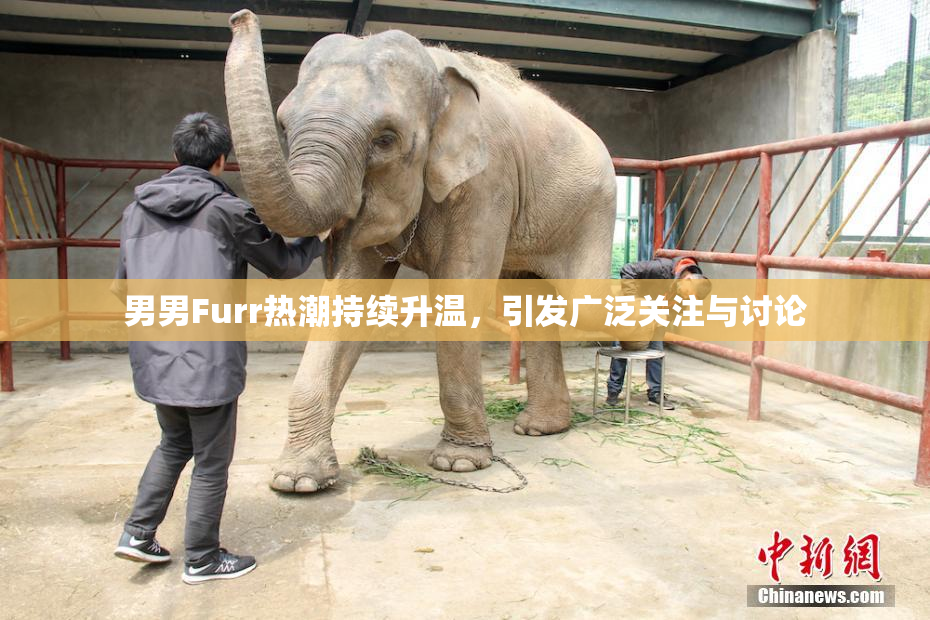 男男Furr热潮持续升温，引发广泛关注与讨论