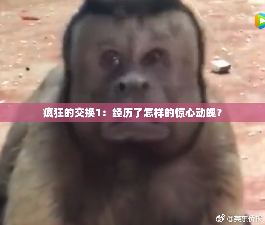 疯狂的交换1：经历了怎样的惊心动魄？