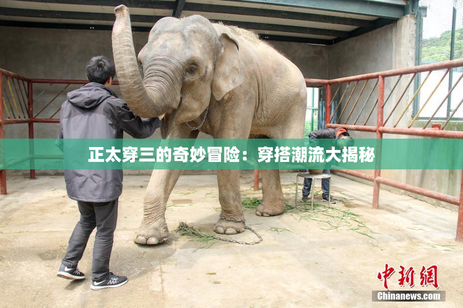 正太穿三的奇妙冒险：穿搭潮流大揭秘