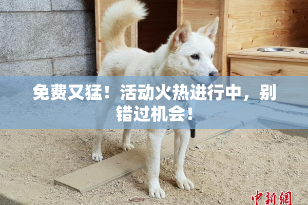 免费又猛！活动火热进行中，别错过机会！