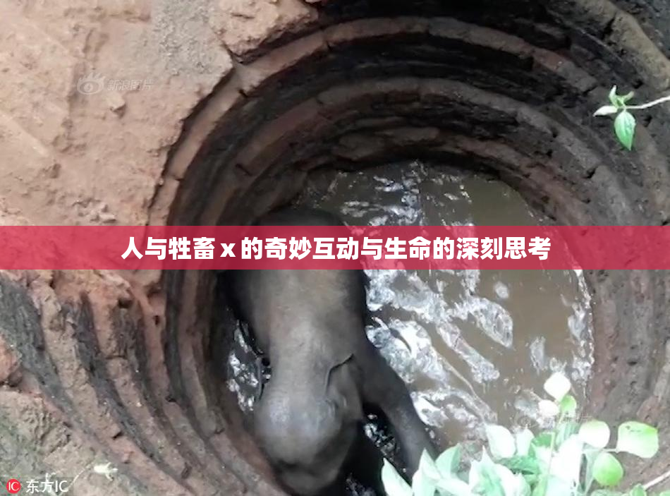 人与牲畜ⅹ的奇妙互动与生命的深刻思考