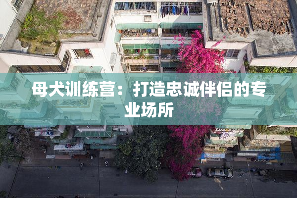 母犬训练营：打造忠诚伴侣的专业场所