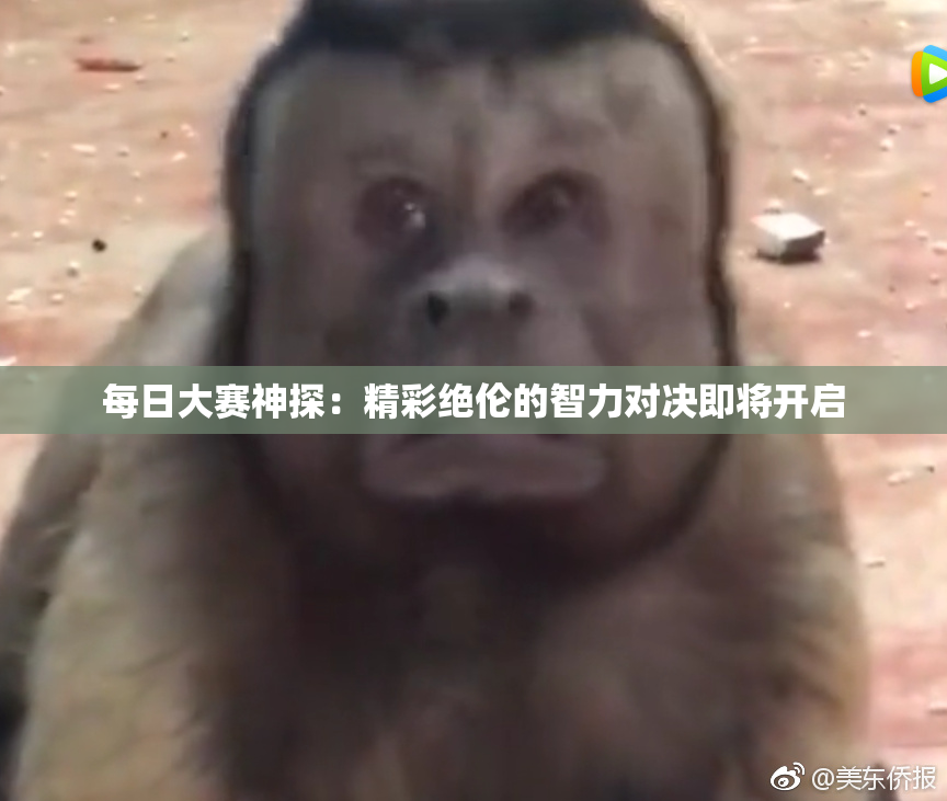每日大赛神探：精彩绝伦的智力对决即将开启