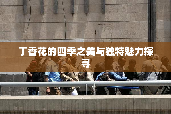 丁香花的四季之美与独特魅力探寻